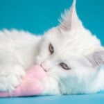 Populære katteraser i Norge – velg riktig katt for deg